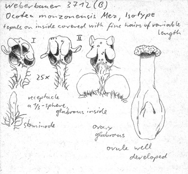 Vorschaubild Ocotea monzonensis Mez